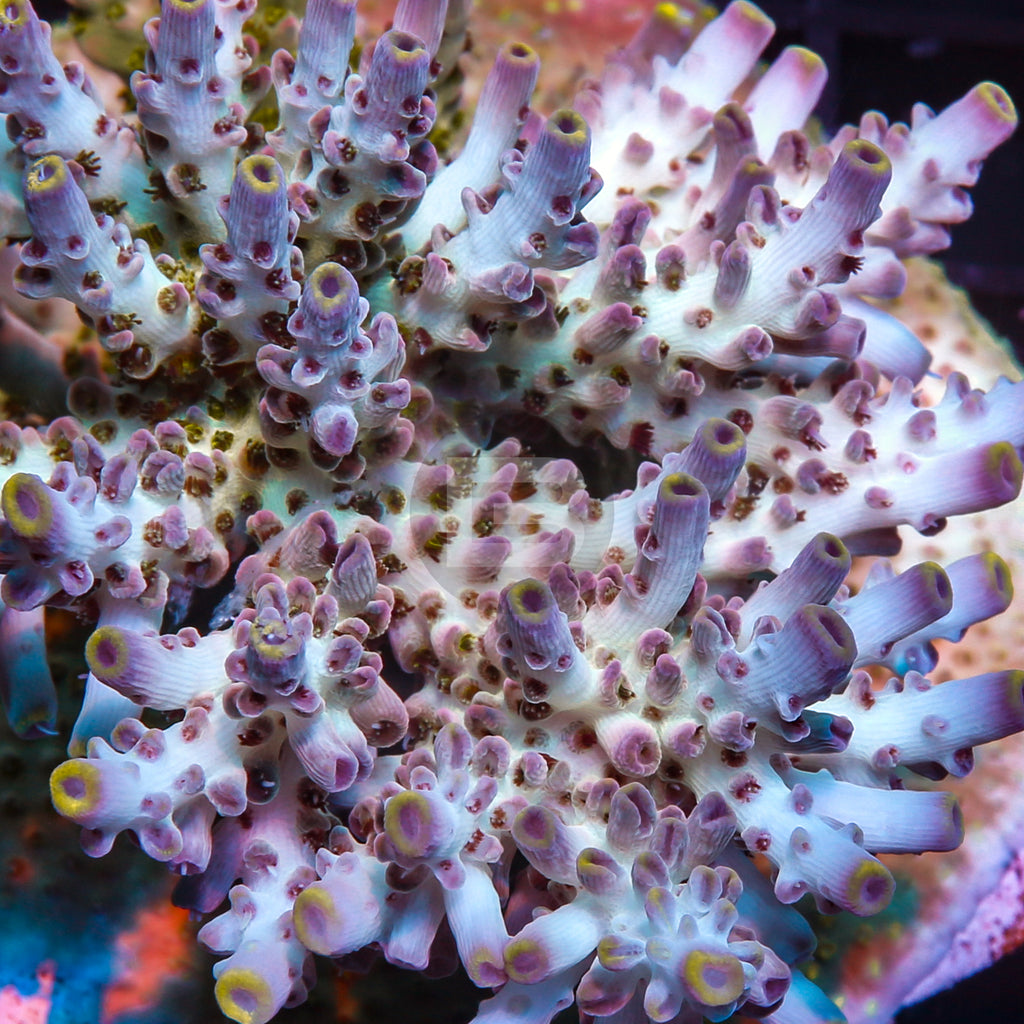 product.featured_image.alt