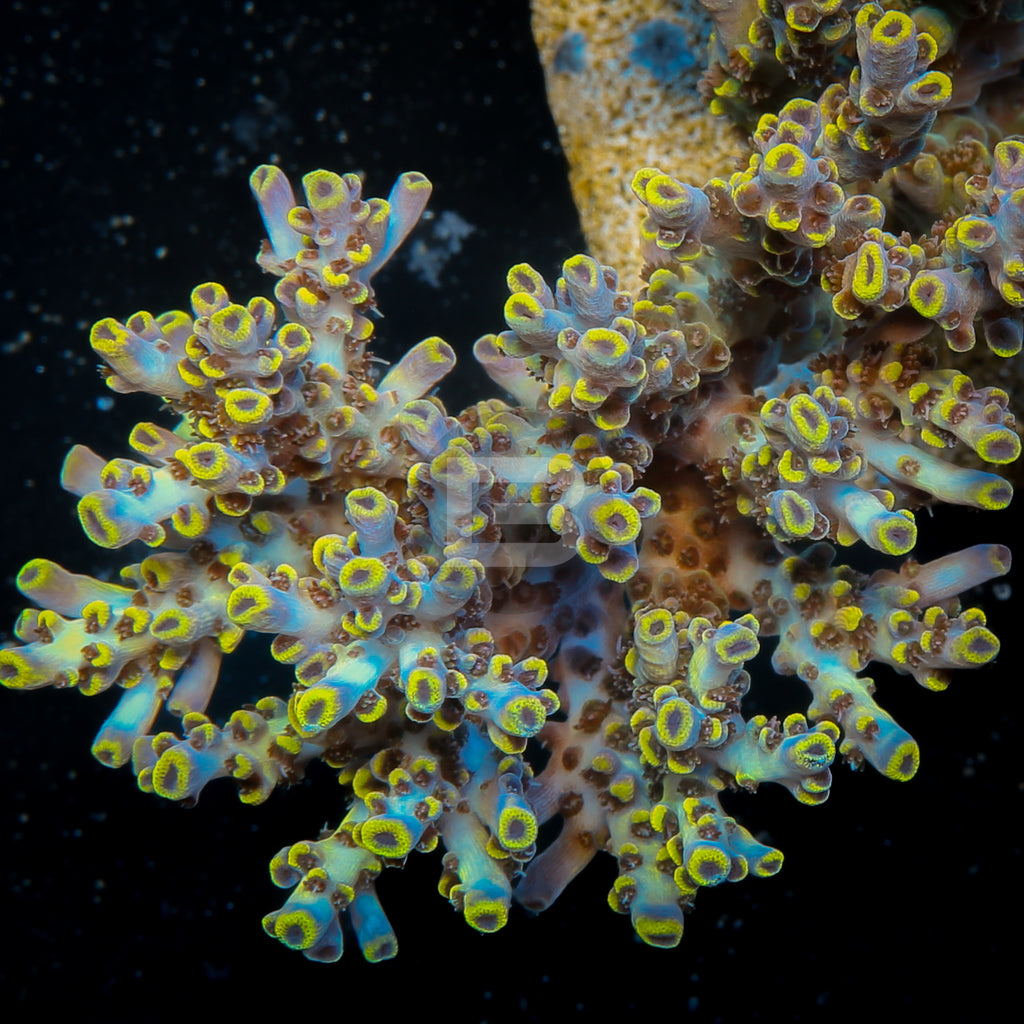 product.featured_image.alt