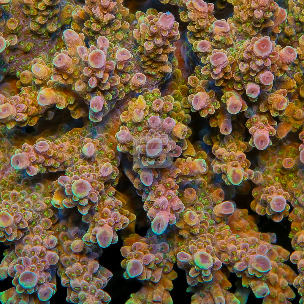 product.featured_image.alt