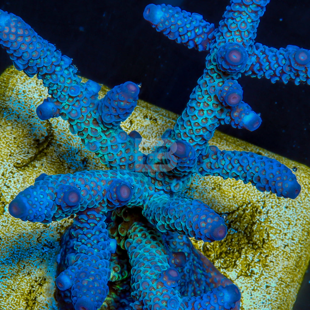 product.featured_image.alt