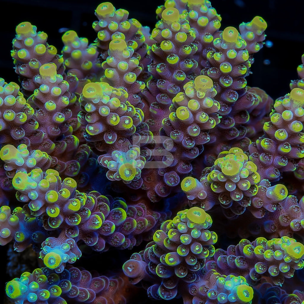 product.featured_image.alt