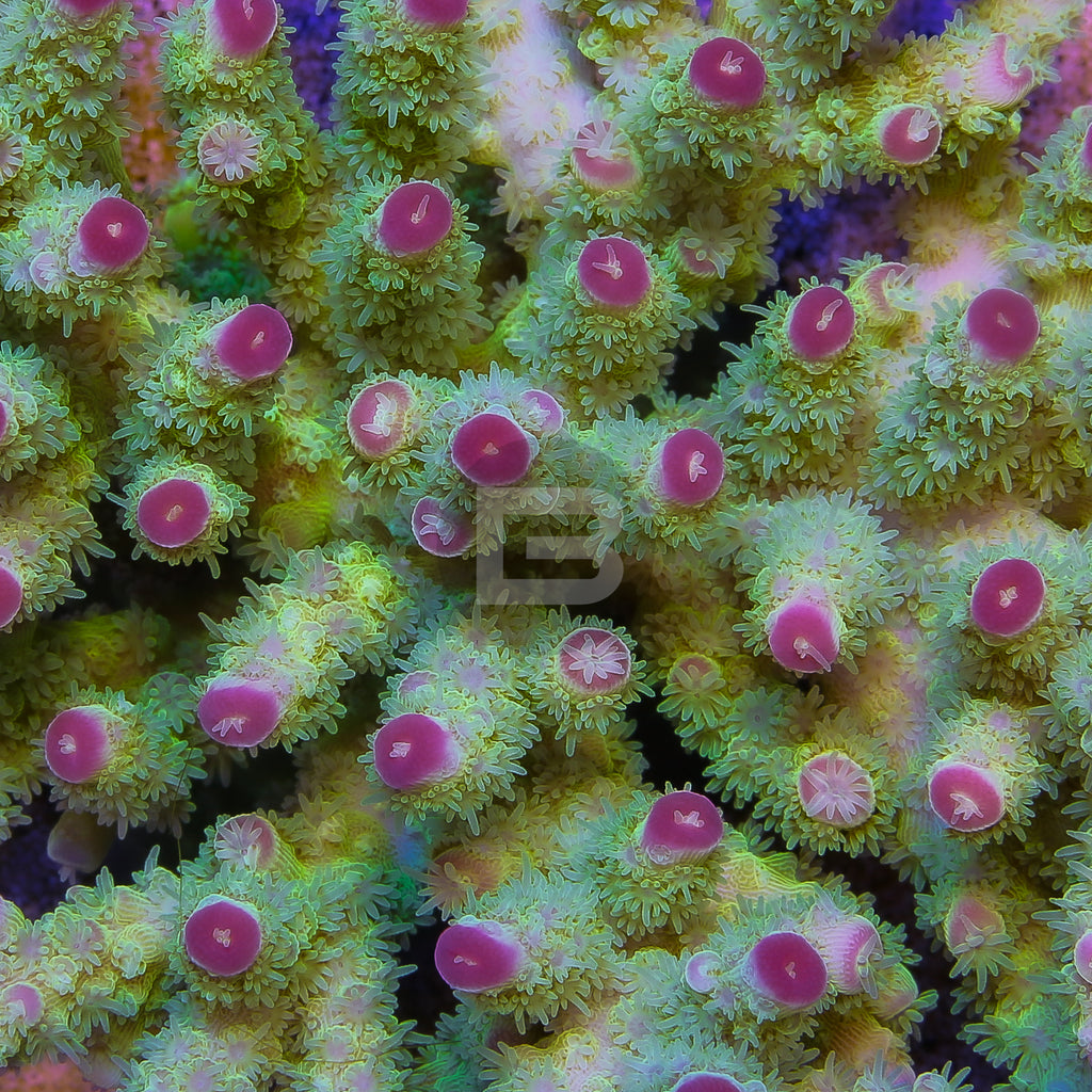 product.featured_image.alt