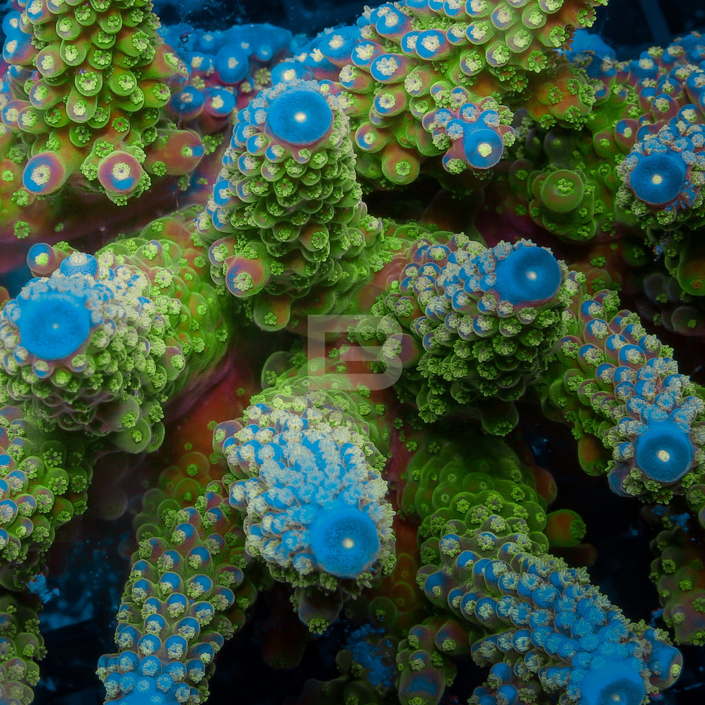 product.featured_image.alt