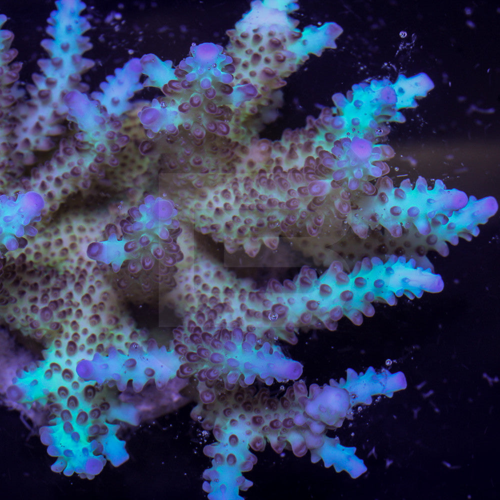 product.featured_image.alt