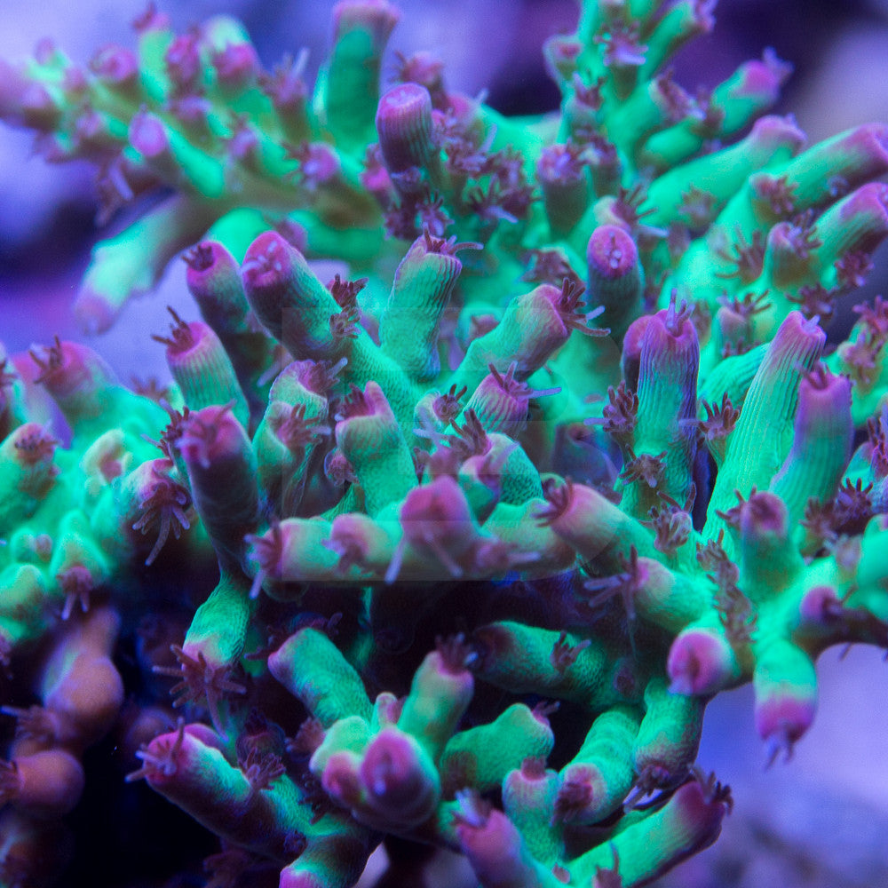 product.featured_image.alt