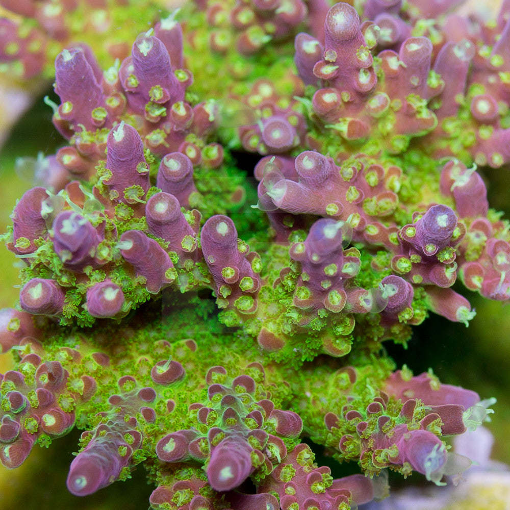 product.featured_image.alt